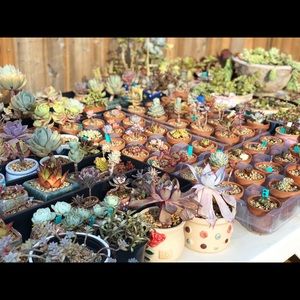 Meet your Posher, Jinyi